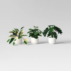 Core Plant Multipack in White Pot - Room Essentials™